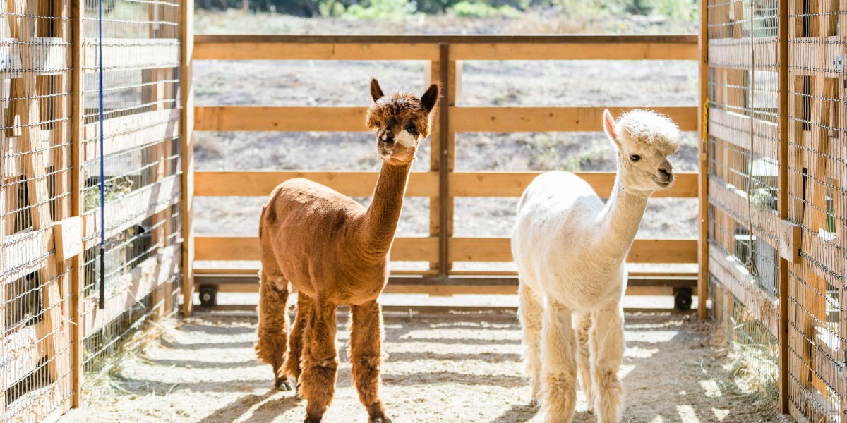 Alpacas at Carmel Valley Ranch