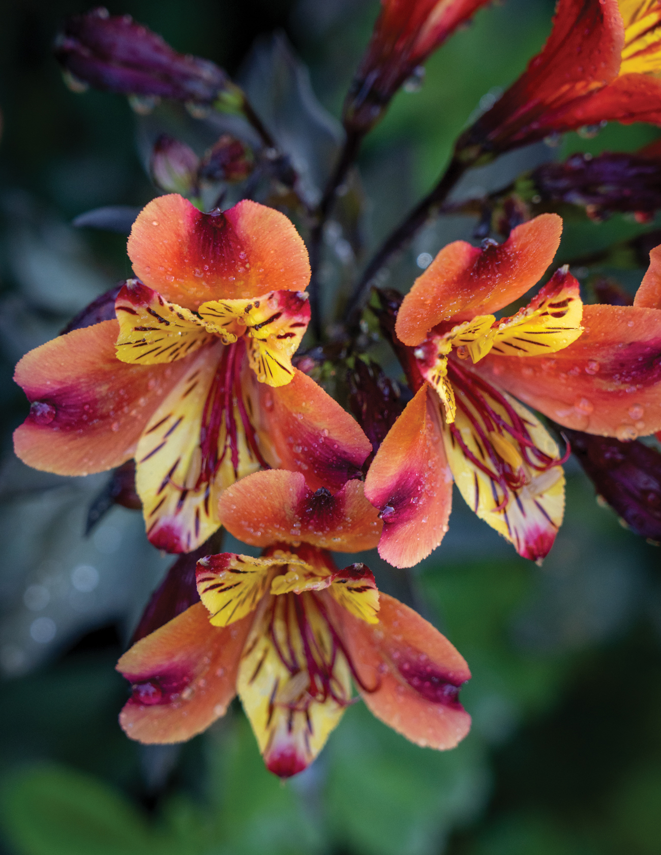 Alstroemeria Indian Summer