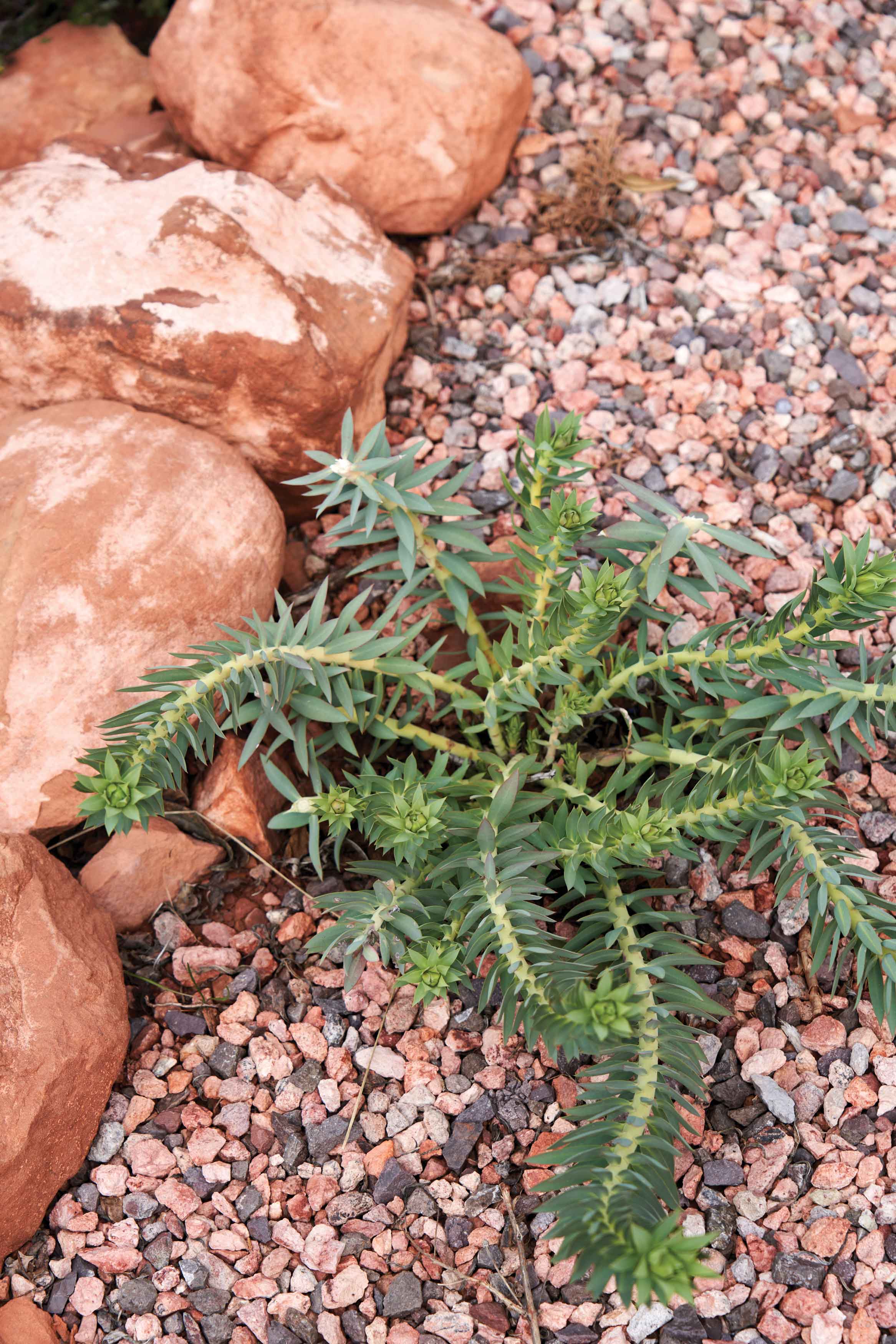 Anatomy of a Monsoon Garden Native Plant