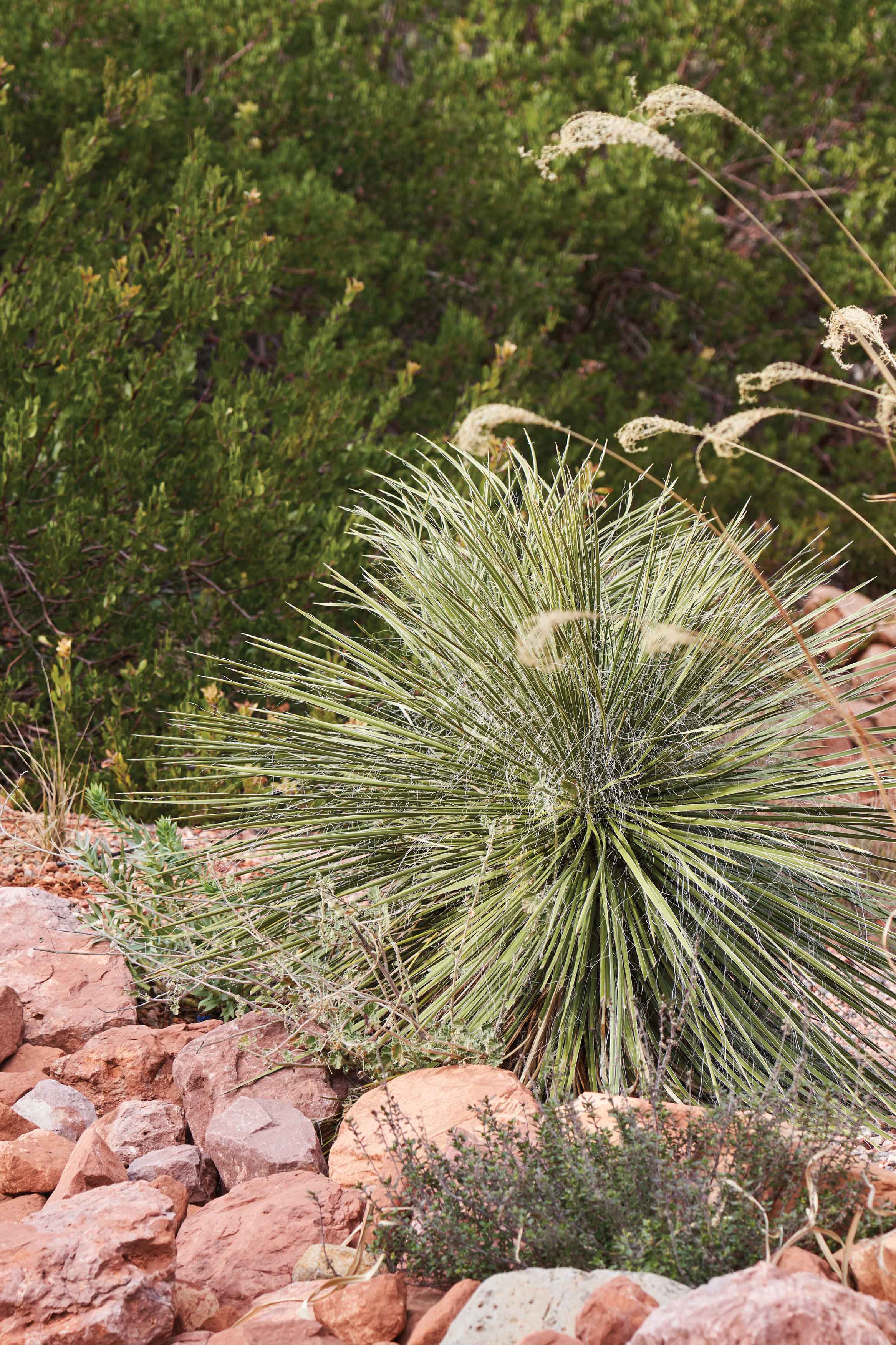 Anatomy of a Monsoon Garden Native Plant