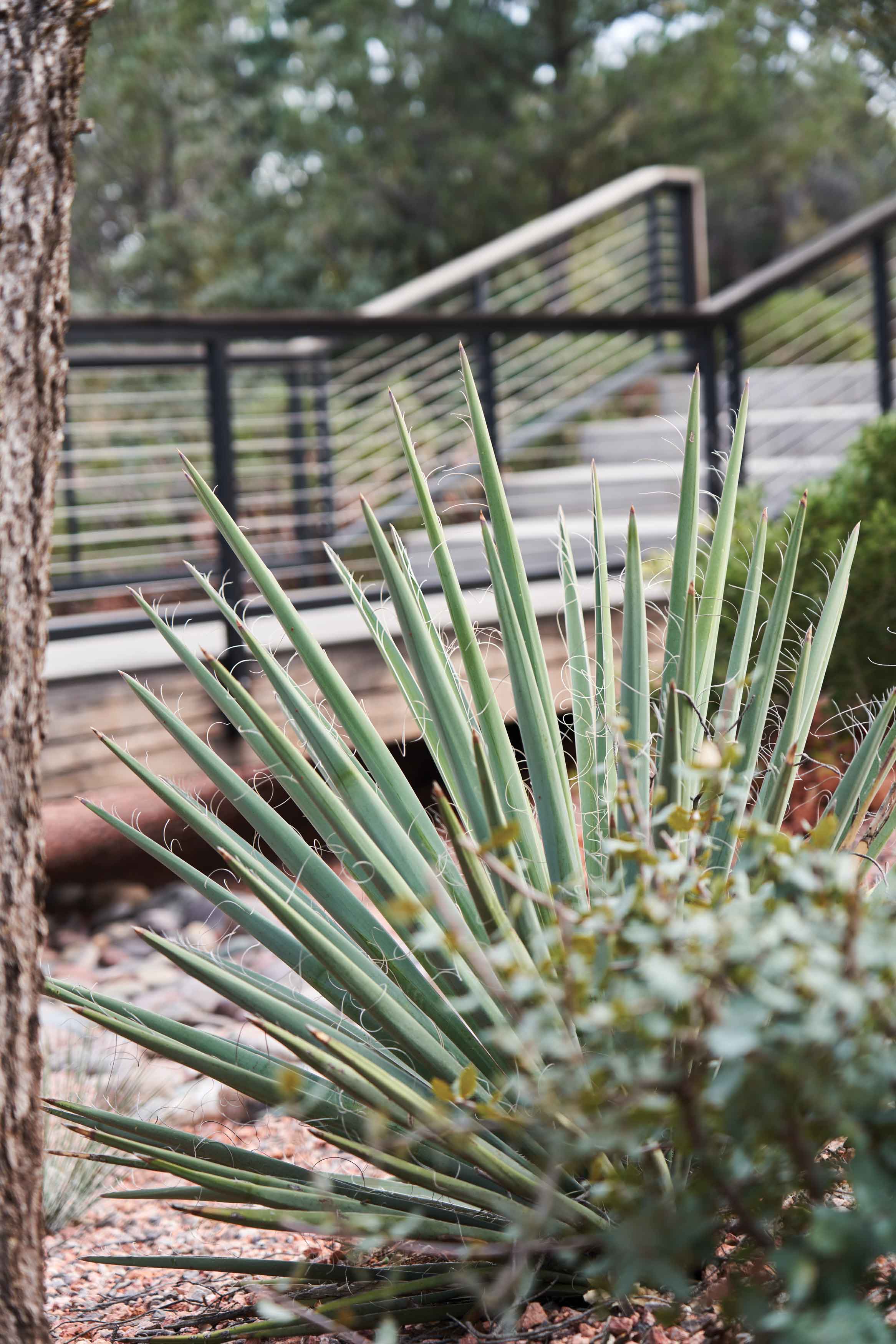 Anatomy of a Monsoon Garden Native Plant