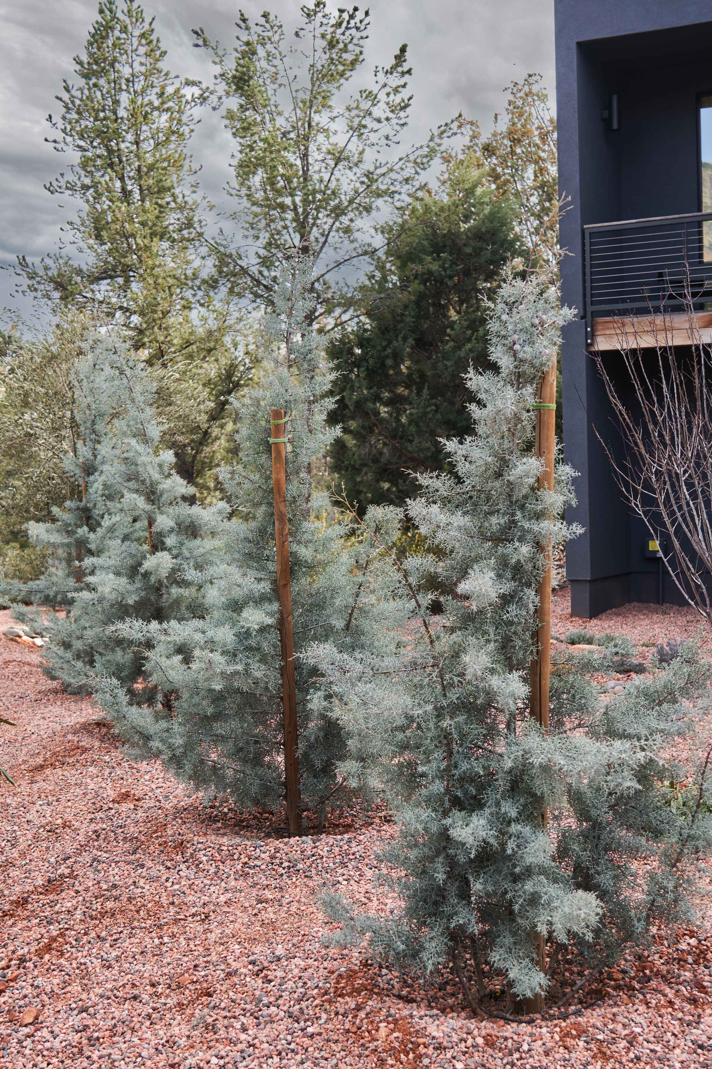 Anatomy of a Monsoon Garden Native Plant