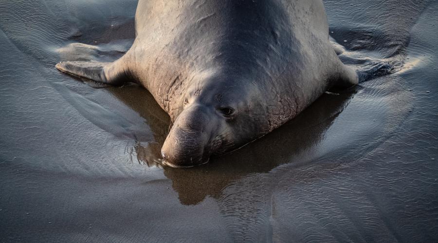 elephant-seals-california-coast