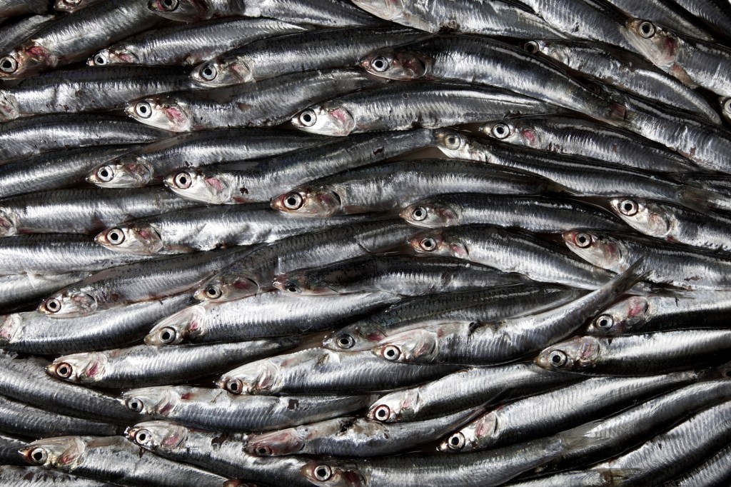 A Wine Bar Devoted to Anchovies Will Open in SF This Spring