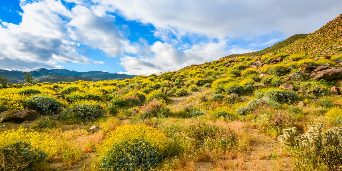 Anza Borrego Super Bloom