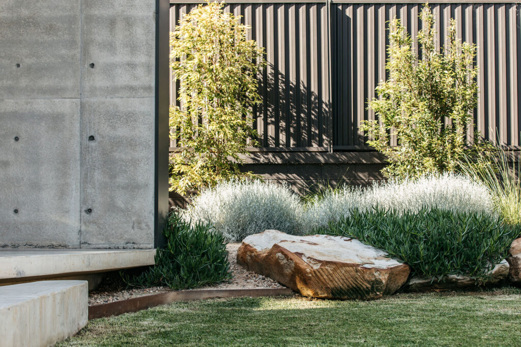 Australian Garden Fig Landscapes