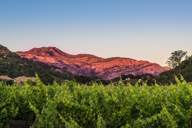 Cliff Lede Vineyards