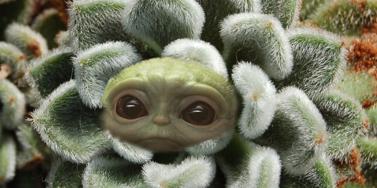 baby yoda succulent