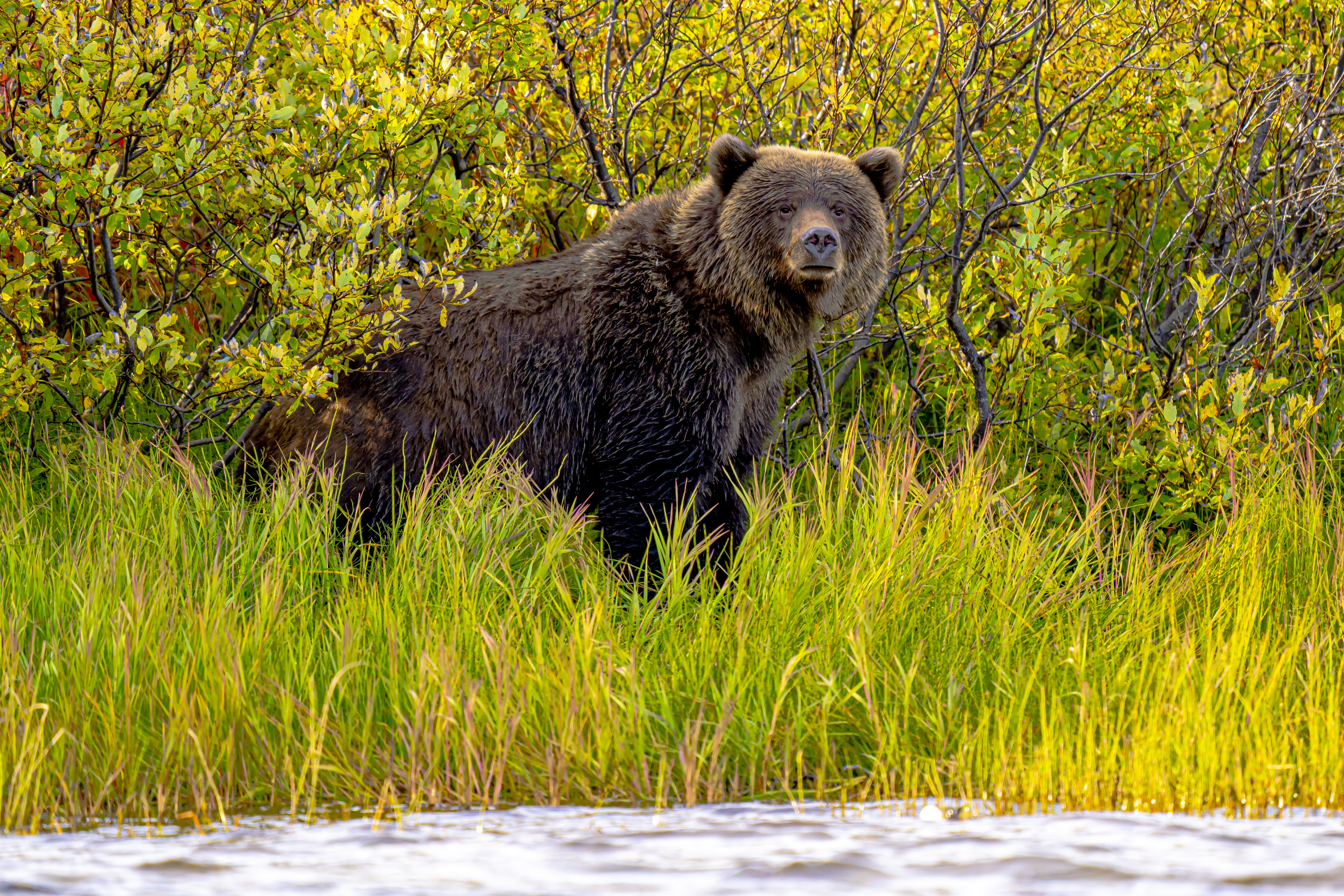 bear-viewing-judd