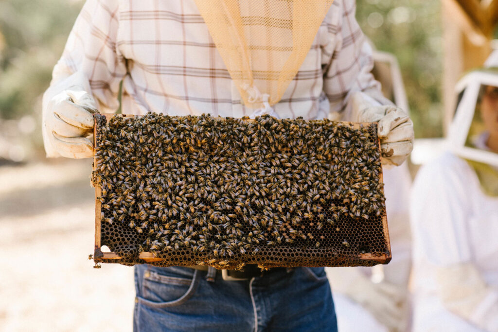 Beekeeping Ojai Valley Inn