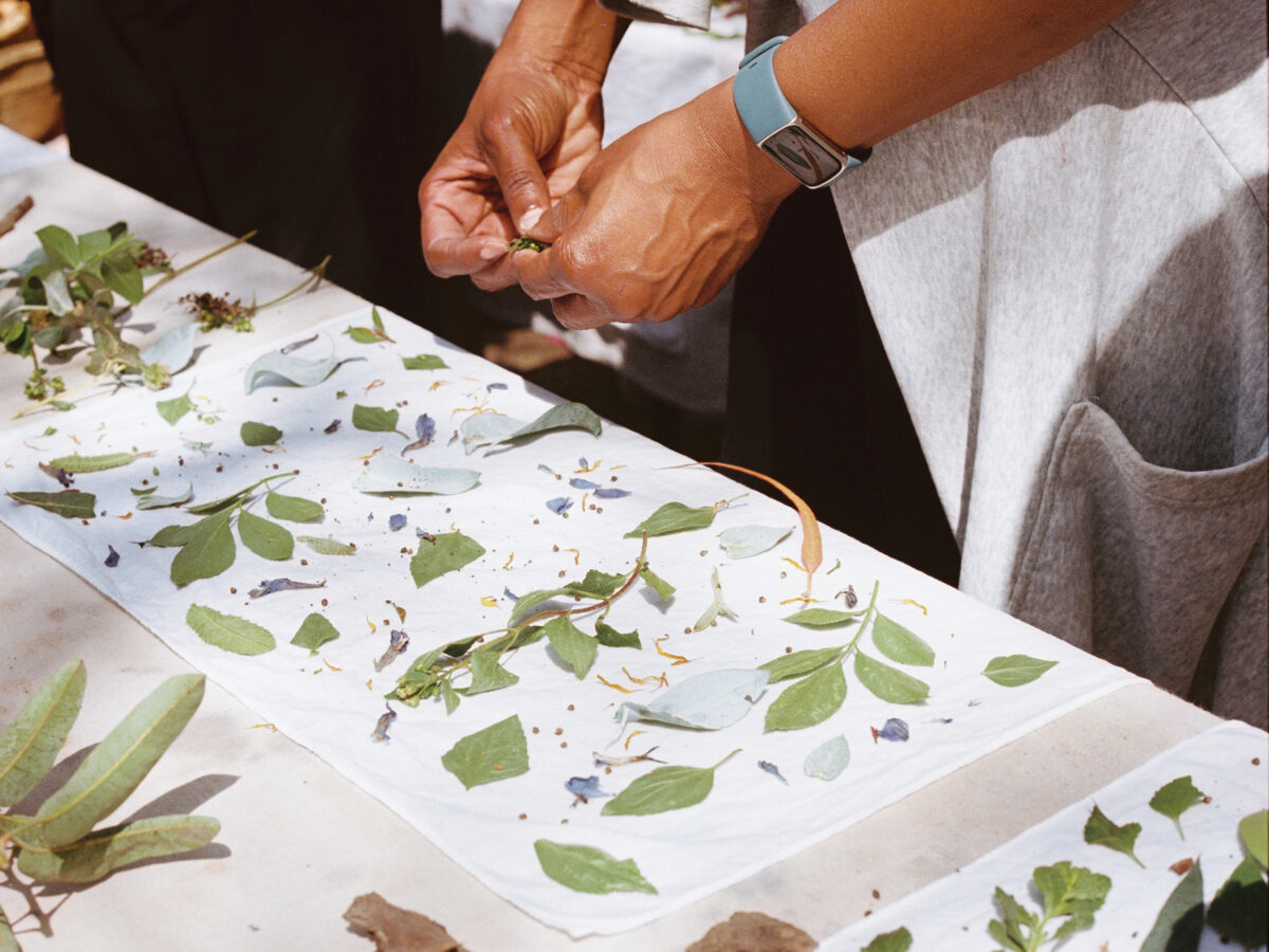 Picking Plants to Use in Dyeing Project