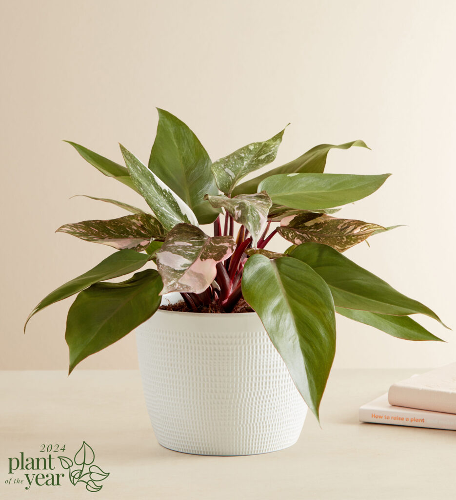 Birkin Philodendron 2024 Plant of the Year