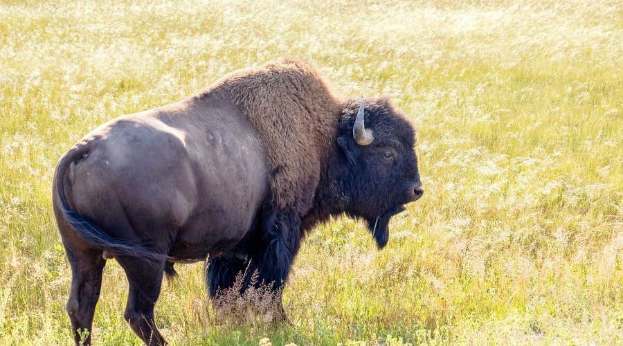 a-bison-at-yellowstone-national-park