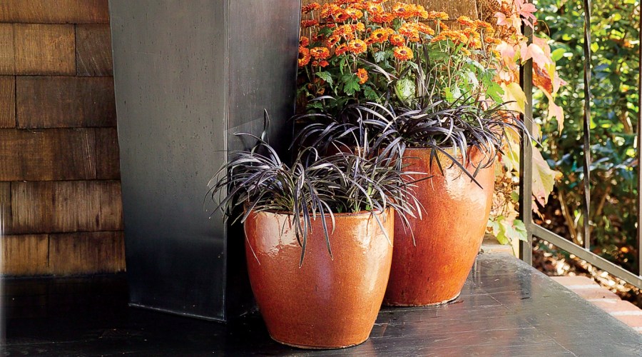 black-mondo-grass-ophiopogon-planiscapus