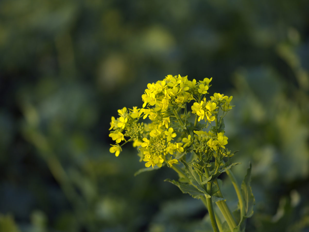 lazy garden tip: let plants bolt