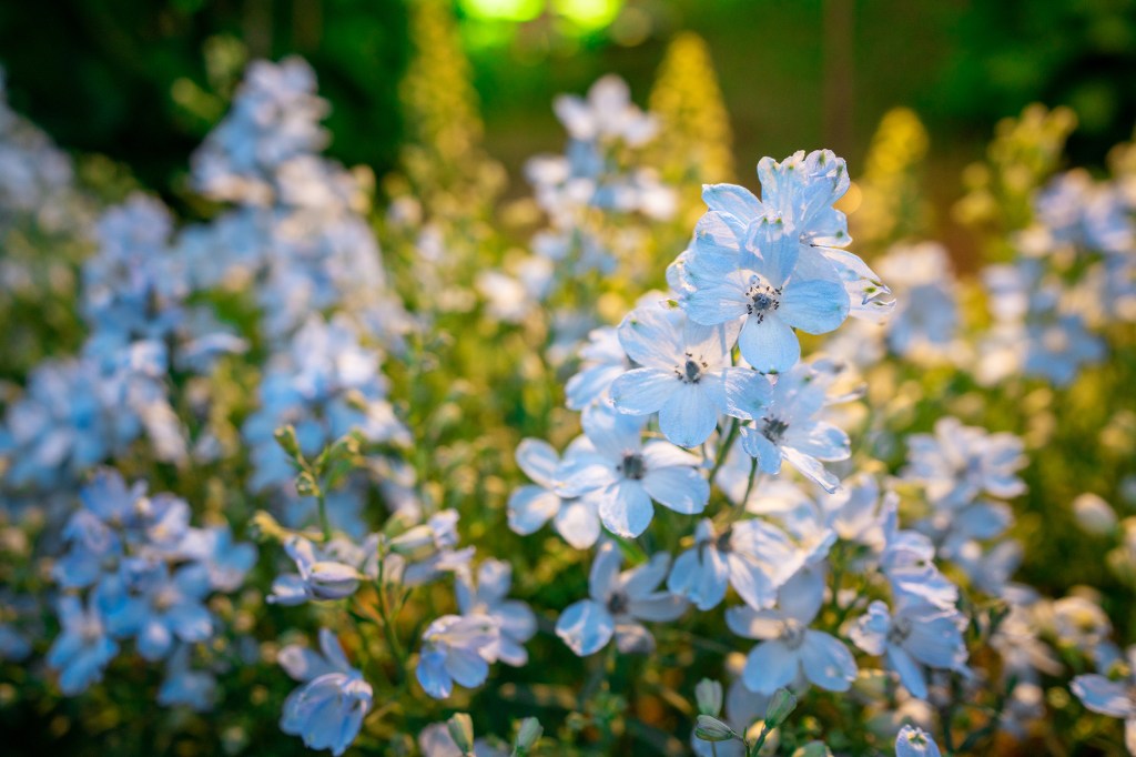 This 'Calm Luxury' Plant Is the Flower of the Year