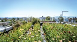 Rooftop Garden with San Francisco Skyline