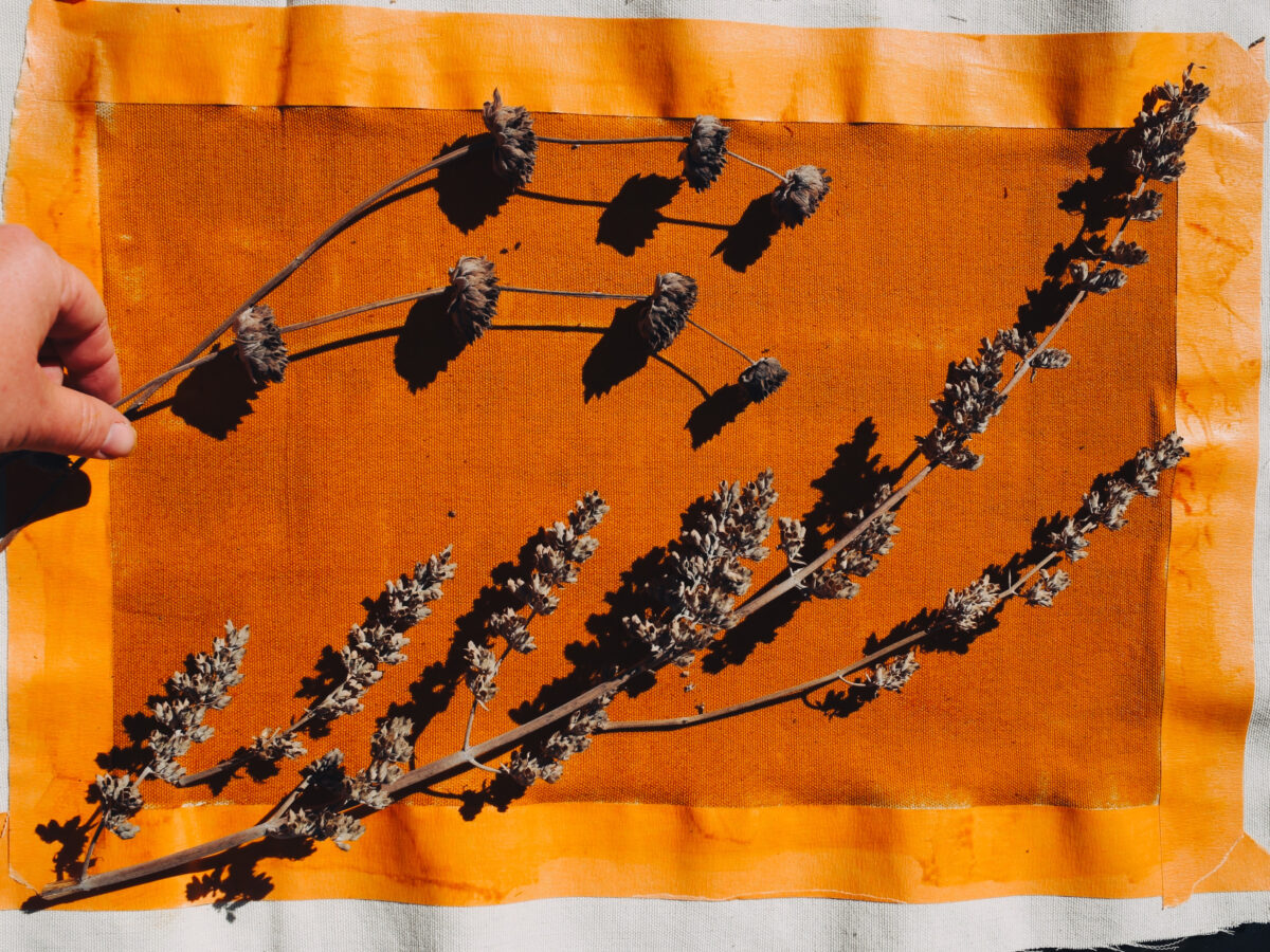 Botanical Cyanotype Materials