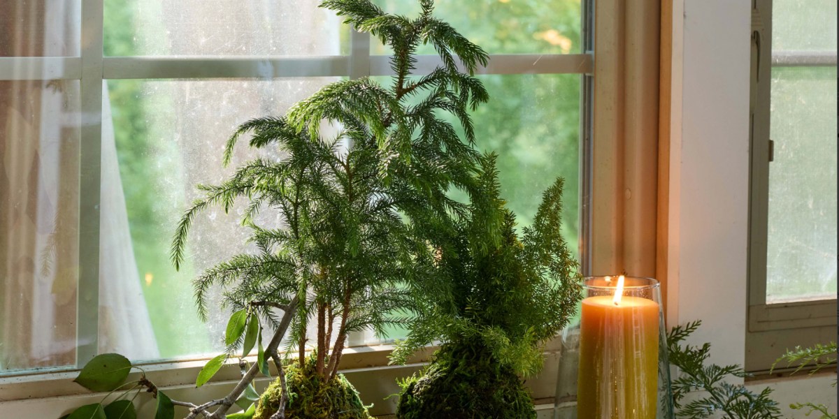 Kokedama Mini Christmas Tree