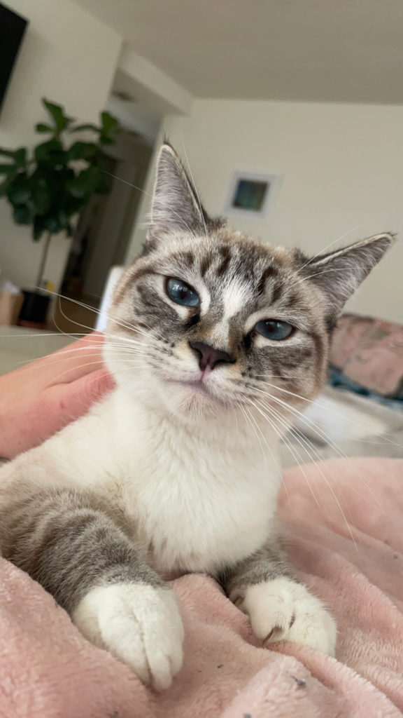 Kitten Rescue Blue-Eyed Cat Named Emu