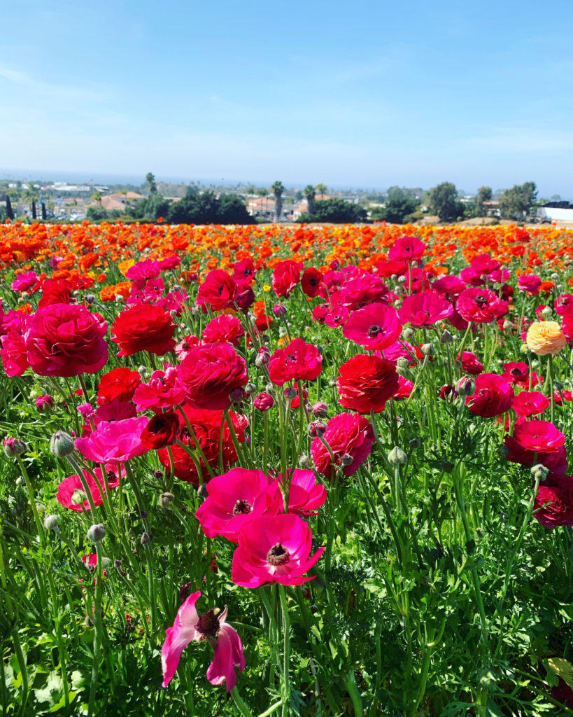 Springtime Flower Fields