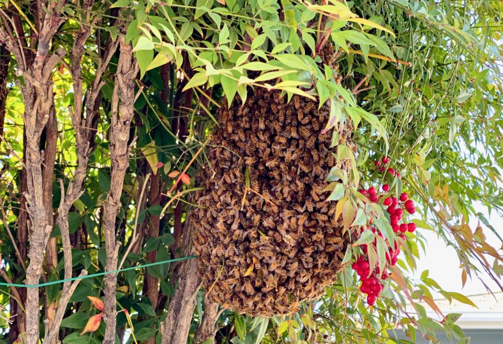 Swarm of Bees