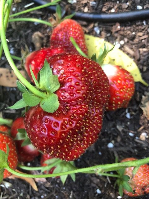 Kathleen Craven's Strawberries