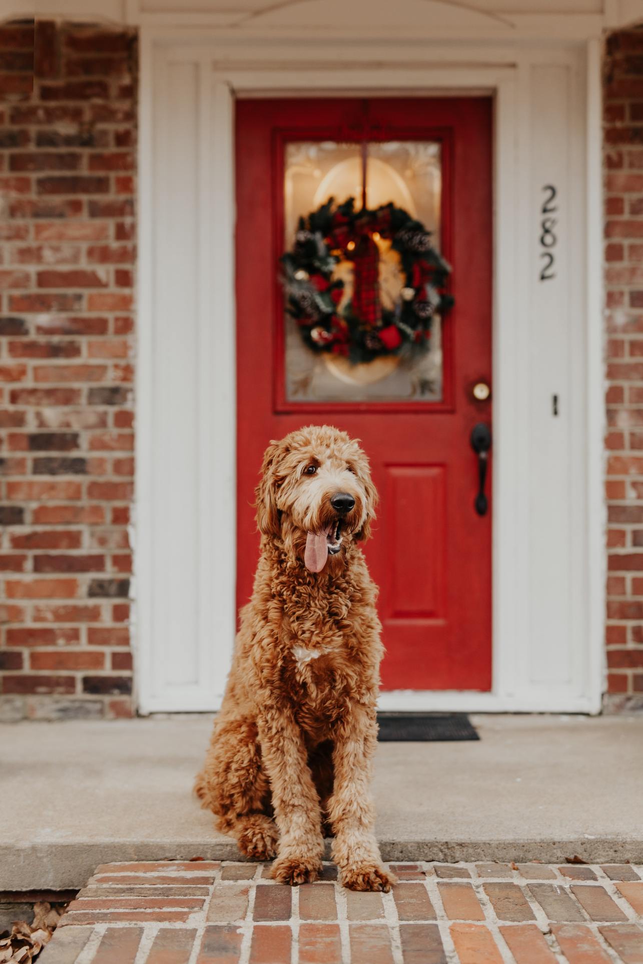 Gifts for Pets and Their People