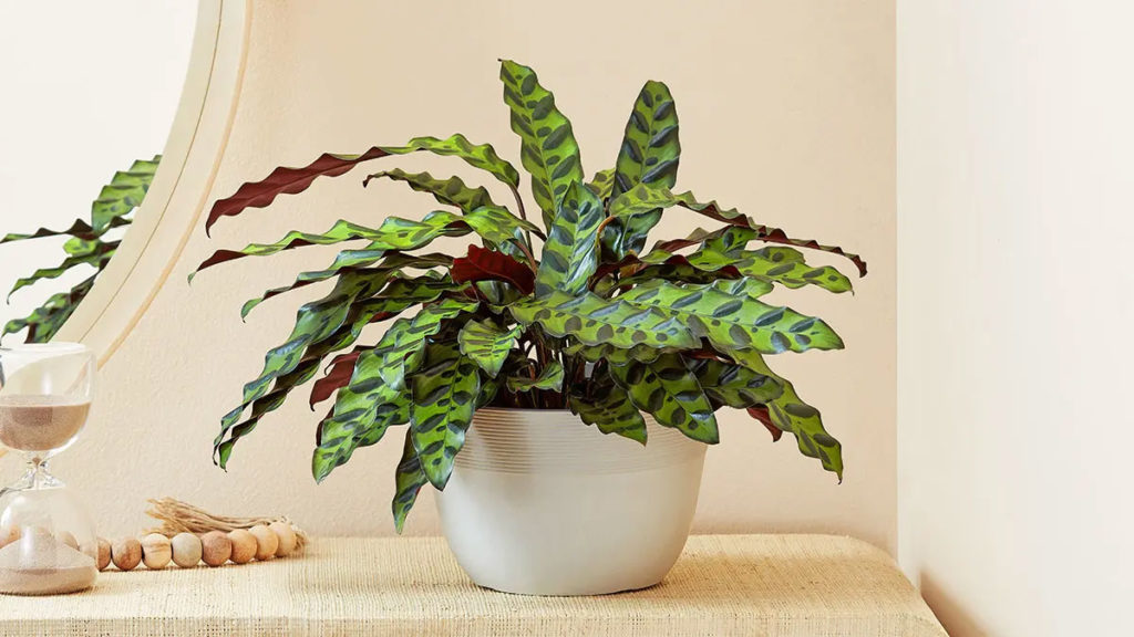 Calathea Rattlesnake from 1-800-Flowers.com