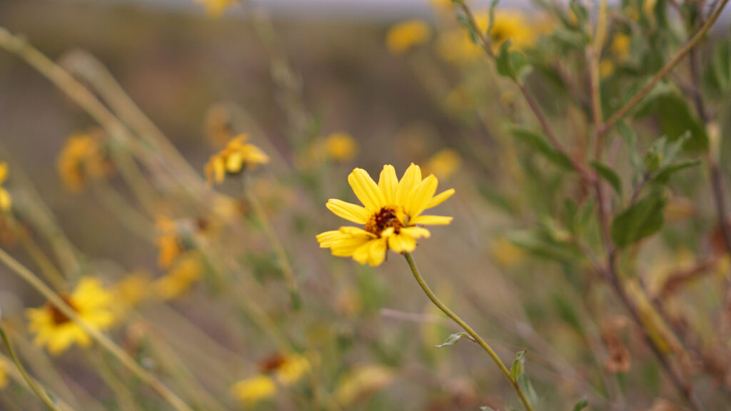 California Brittlebrush Encelia