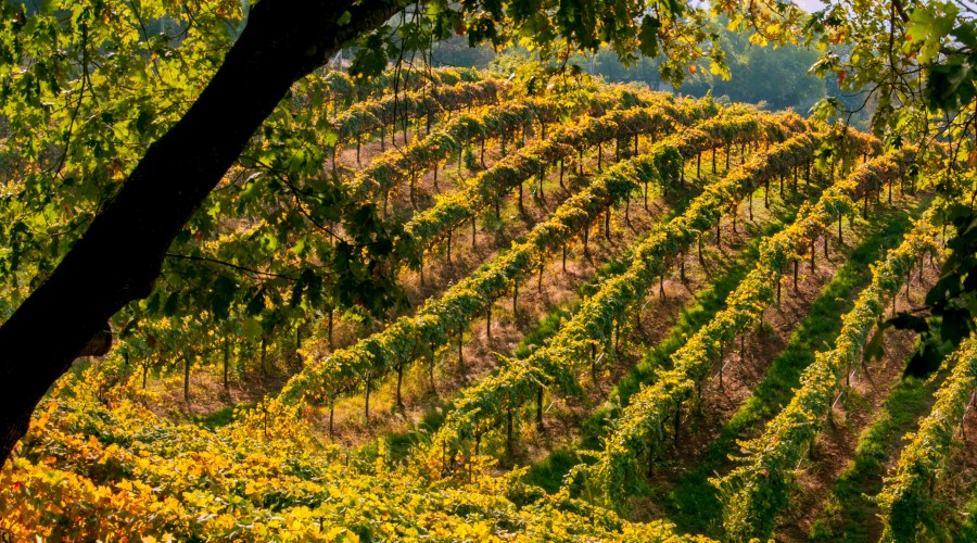 dig-for-gold-in-the-sierra-foothills