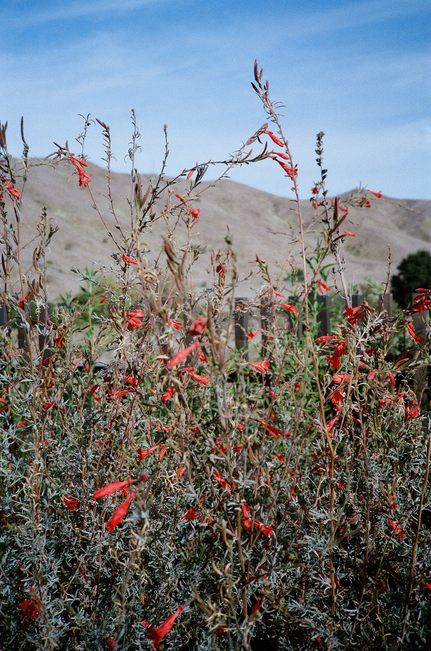 California Fuchsia Morgan Ramirez