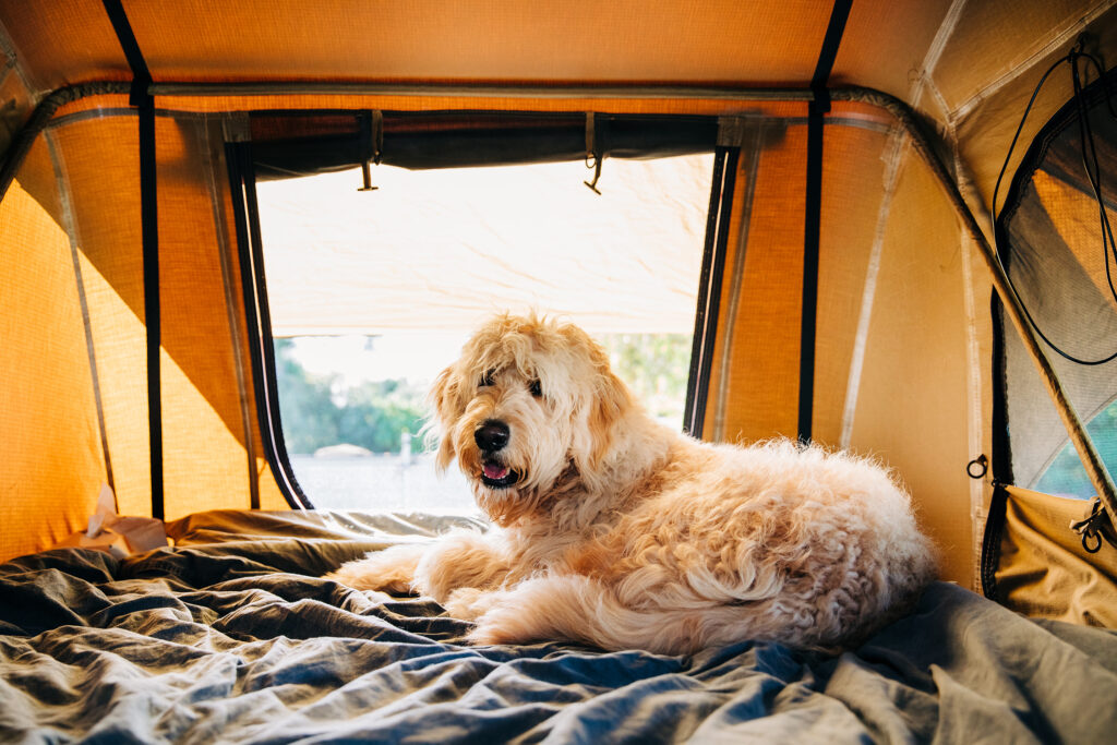 Camping with Dog