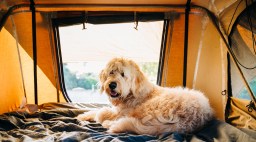 Camping with Dog