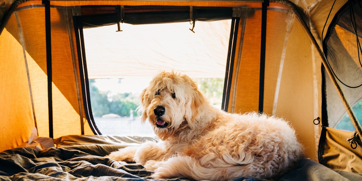 Camping with Dog