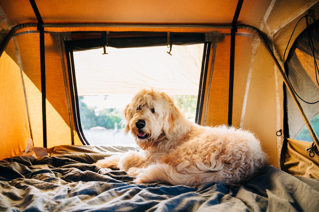 These Pet-Friendly Cities Have the Best Dog Parks in the West