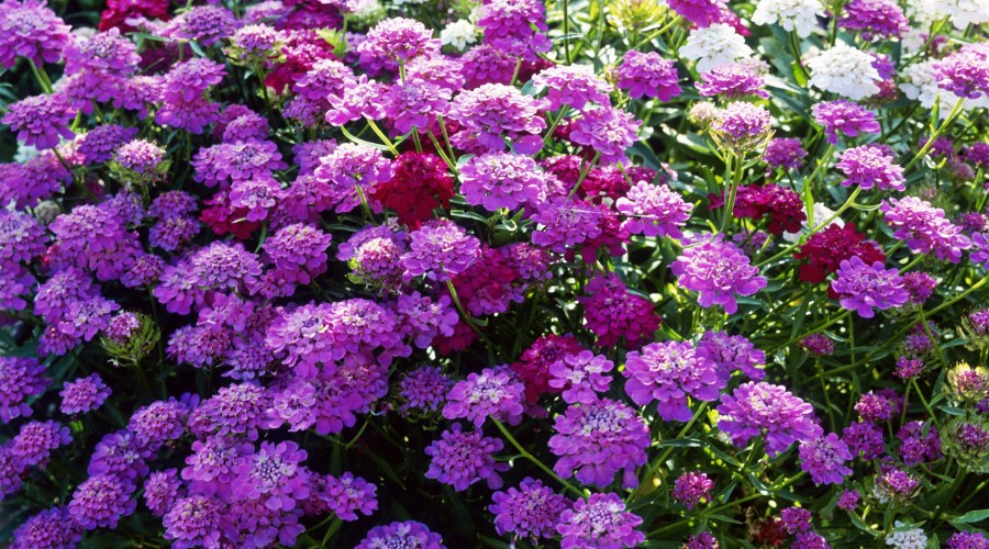 candytuft