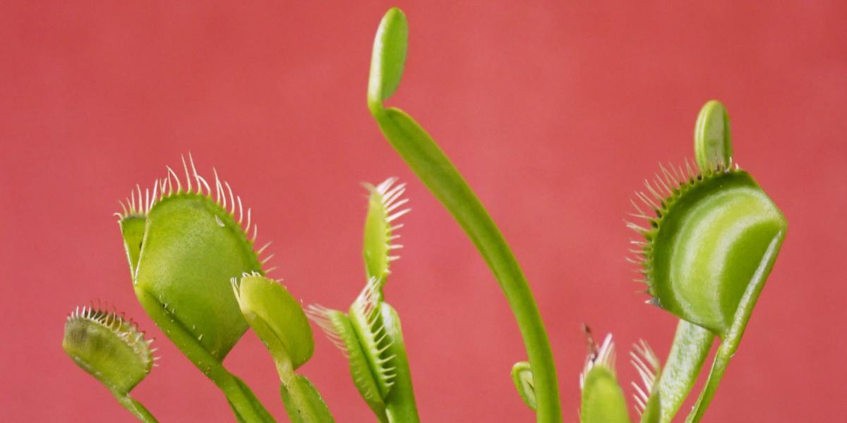The Carnivorous Plant That's Taking Over TikTok -- and Its Hungry Friends