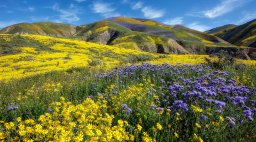 Carrizo Plain National Monument Flowers