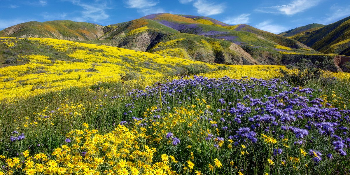 Carrizo Plain National Monument Flowers