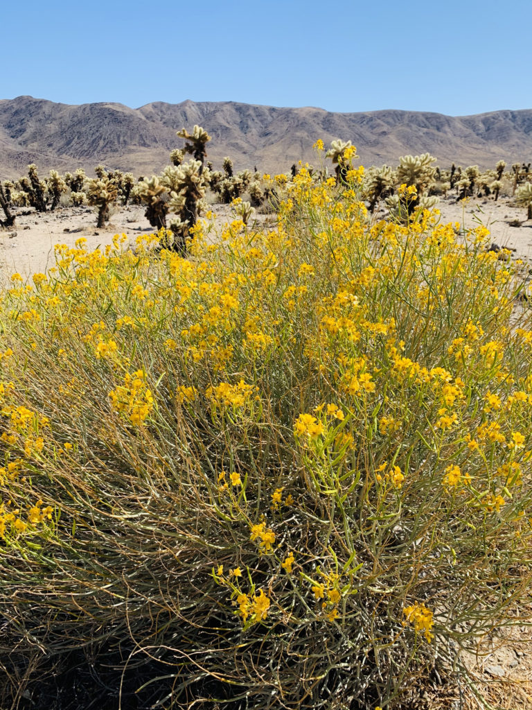 Wildflowers at Cholla Cactus Garden Joshua Tree National Park