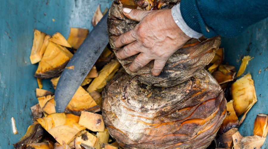 chopping-cooked-agave