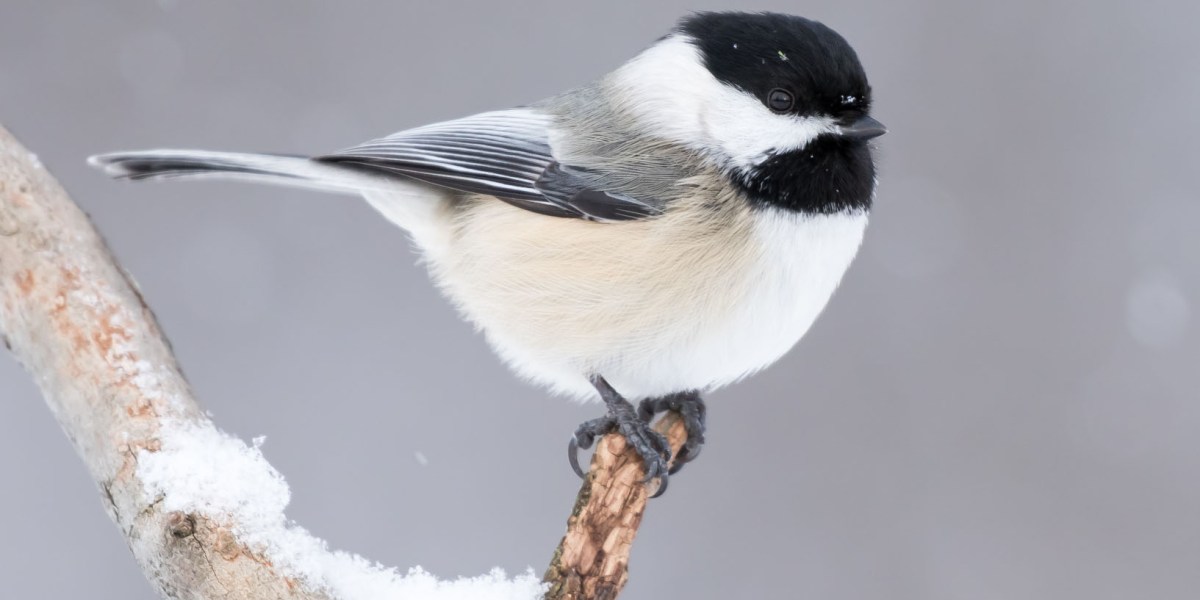 christmas bird count