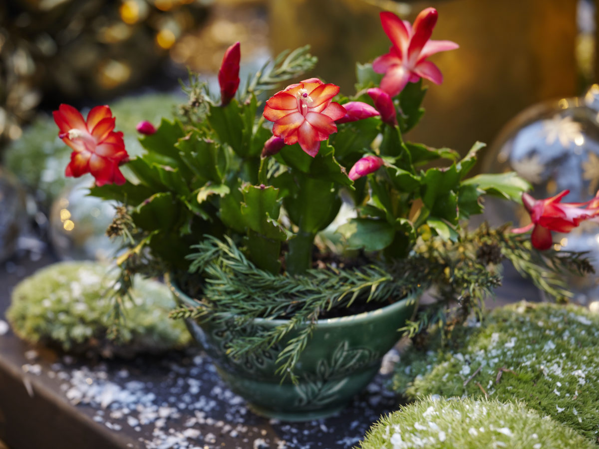 christmas cactus instead of tree