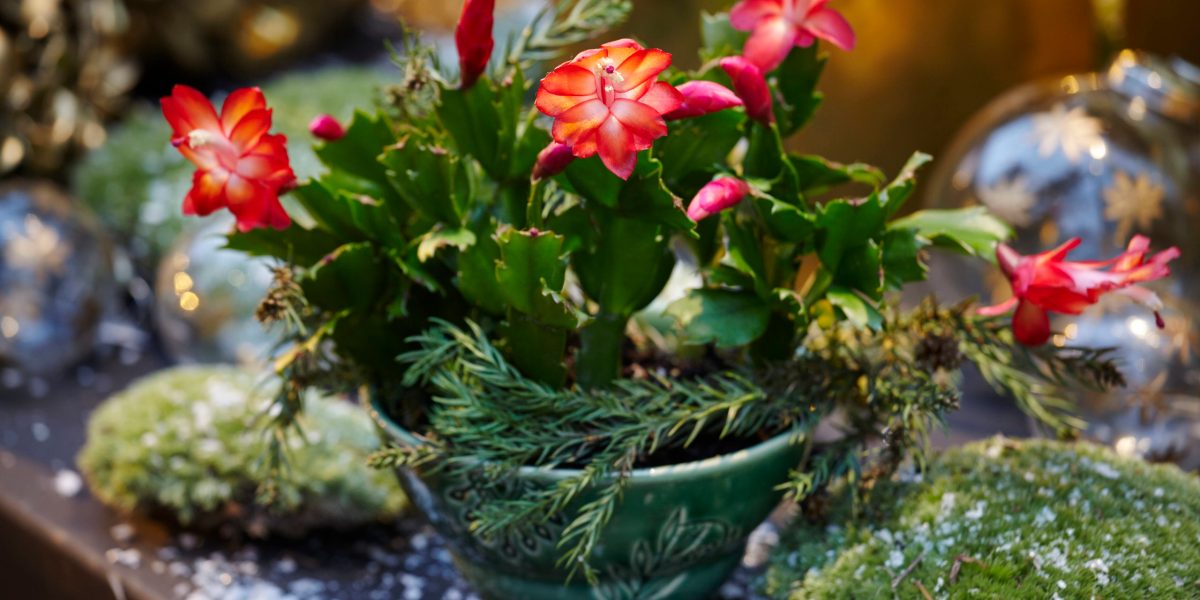 christmas cactus instead of tree