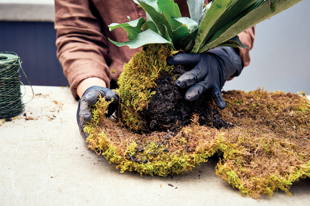 Covering Kokedama Roots with Moss