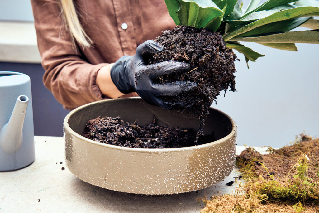 Covering Kokedama Roots with Soil
