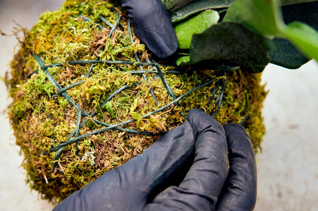 Tying up Kokedama Roots