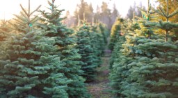 Christmas Tree Farm