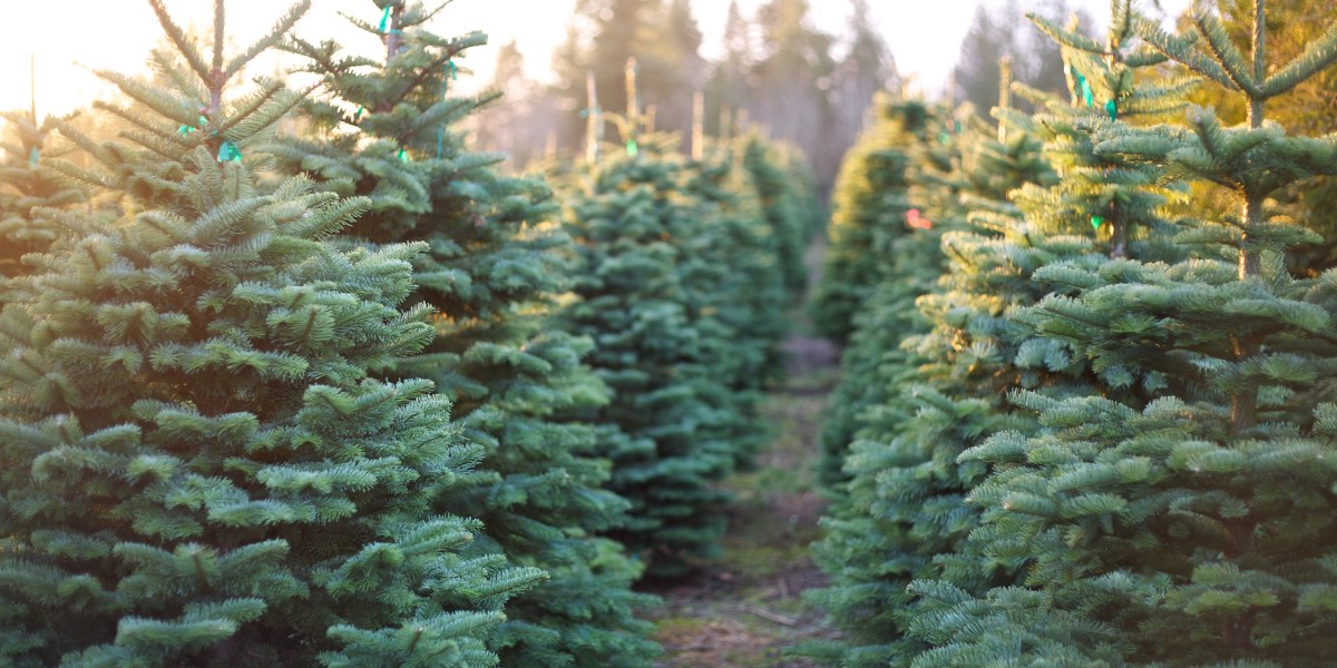Christmas Tree Farm